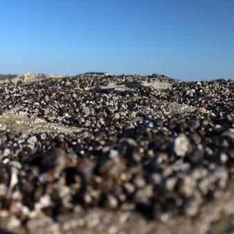 Miesmuscheln. Foto © Erik Kohl 2017