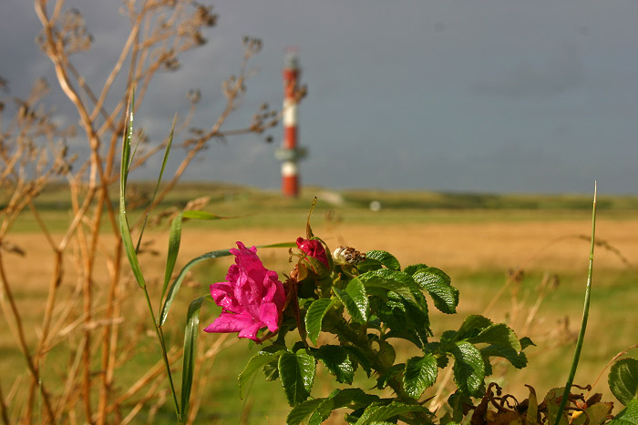 Hundsrose im Westen