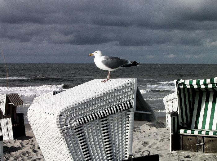 Silbermöwe am Hauptstrand