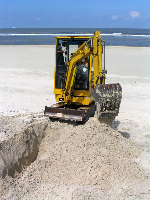 Buschsetzen am Strand