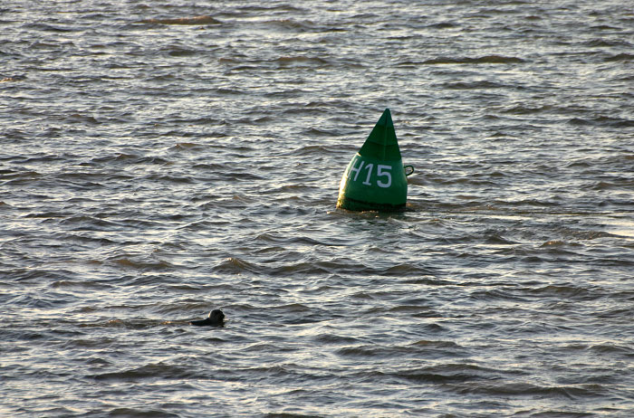 Seehund im Harle-Fahrwasser