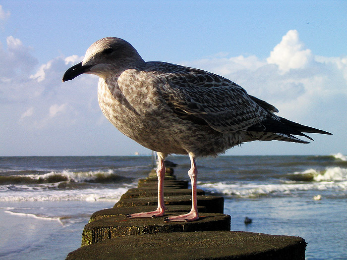 Jungmöwe auf der Pfahlbuhne