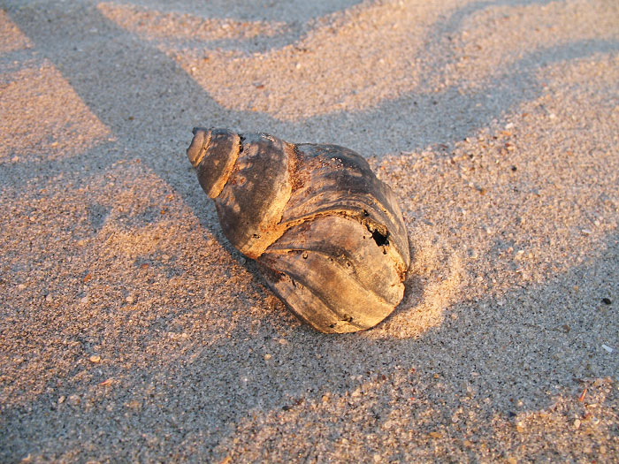 Gehäuse der Wellhornschnecke