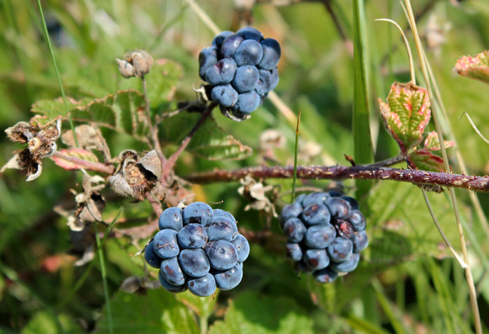 Brombeeren in den Ostdünen