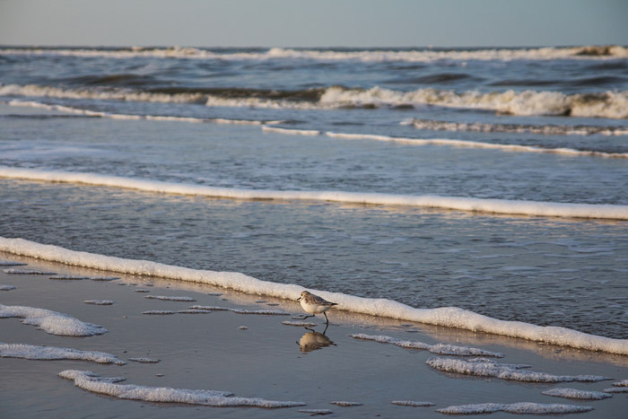 Laufender Sanderling