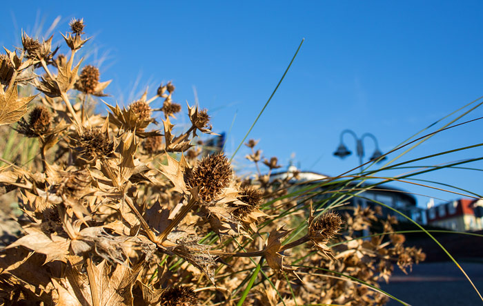 Stranddisteln im Herbst