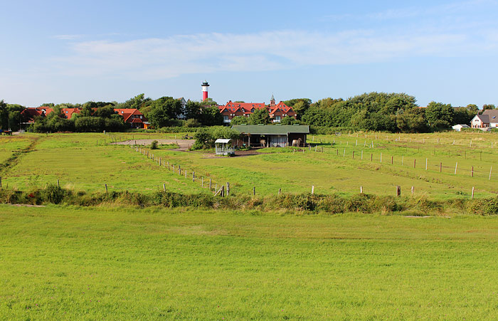 Pferdeweide im Dorfgroden