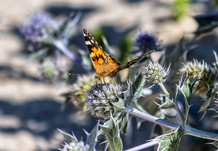 Distelfalter auf einer Stranddistel