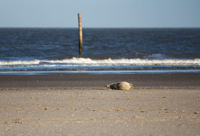 Seehund am Strand