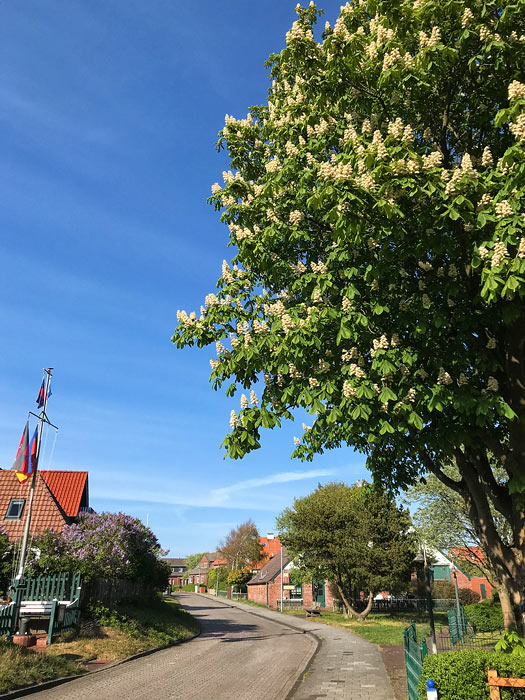 Rosskastanie in der Rösingstraße