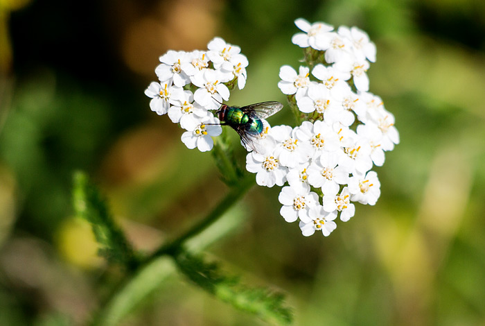 Schafgarbe und Goldfliege