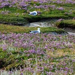 Strandflieder in den Salzwiesen