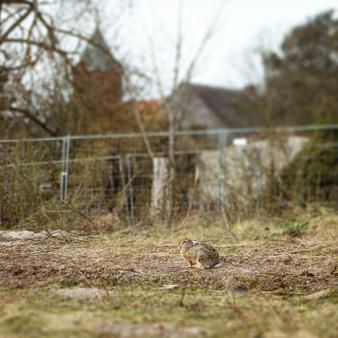 Feldhase auf dem Bahngel&auml;nde. Foto &copy; Erik Kohl 2021
