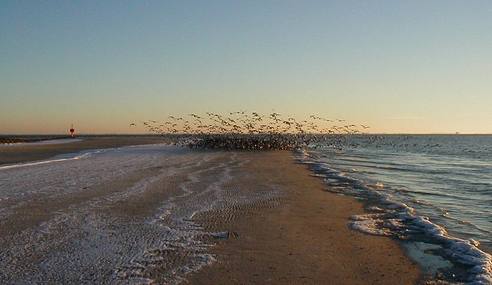V&ouml;gel am Weststrand