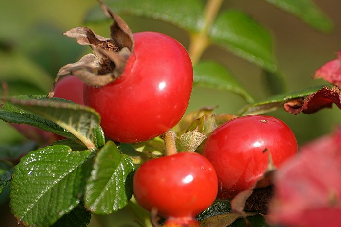 Hagebutten der Kartoffelrose