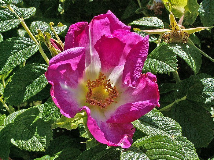 Bl&uuml;hende Kartoffelrose