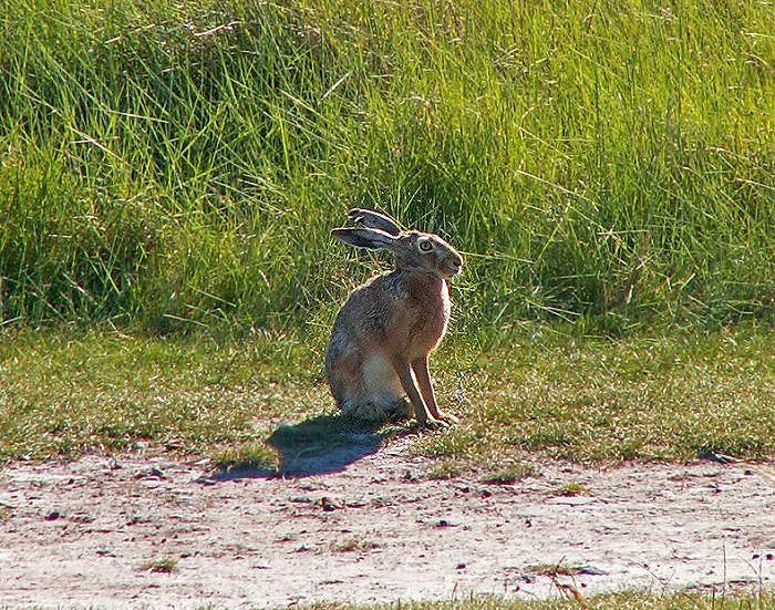 Feldhase am Deichfu&szlig;