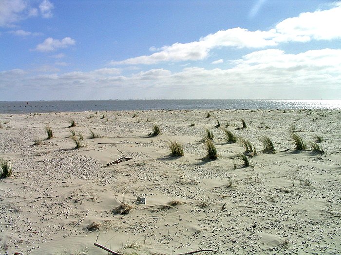 D&uuml;nengras auf dem Oststrand