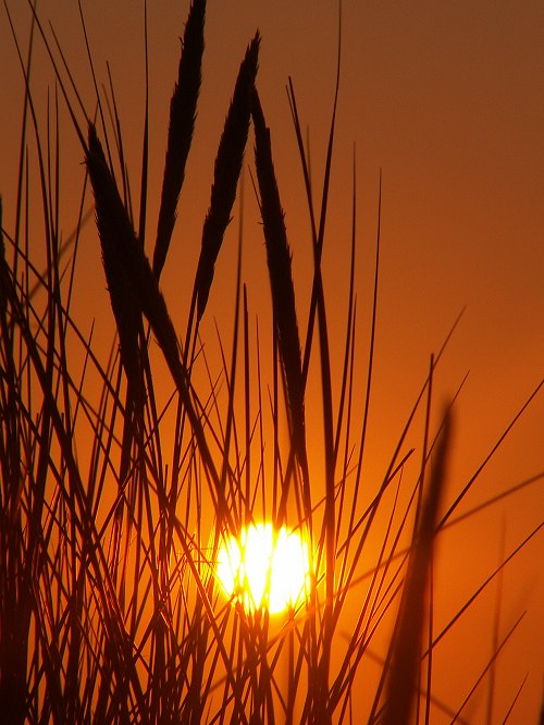 D&uuml;nengras mit Sonnenuntergang