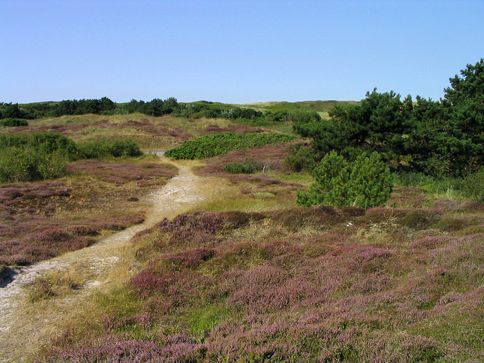 Wangerooger Heided&uuml;nengel&auml;nde