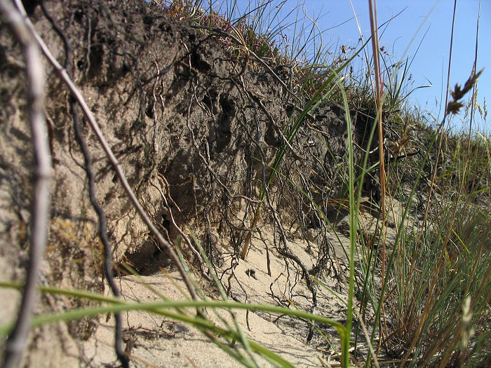 Inselerde von Näherem betrachtet