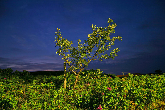 Bäumchen an der Siedlerstraße