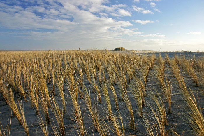 Helmpflanzungen am Harle H&ouml;rn