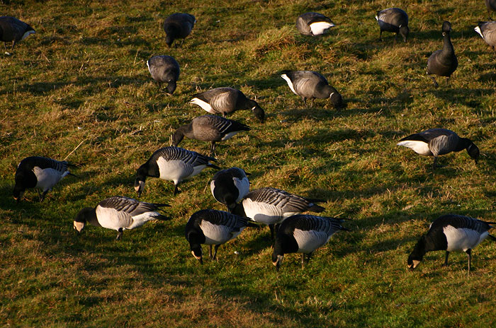 Rastende Ringelg&auml;nse