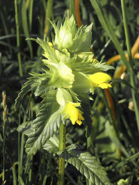 Gro&szlig;er Klappertopf