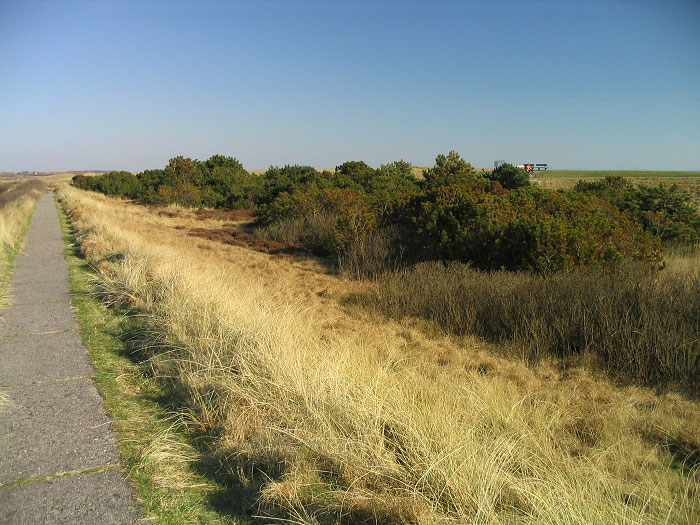 Kiefernw&auml;ldchen am Westgrodendeich
