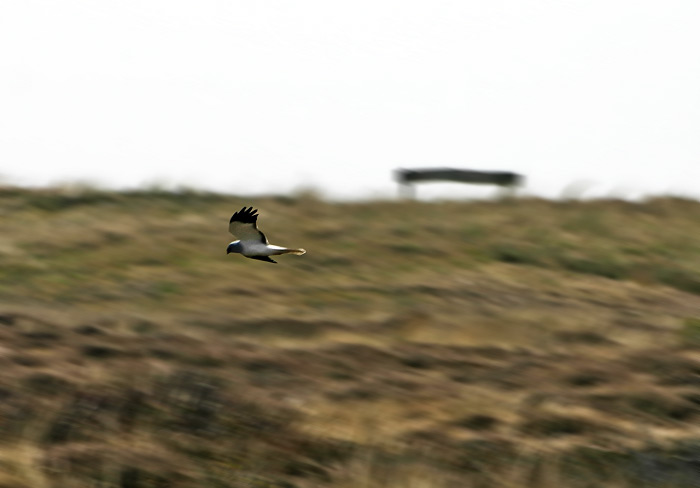 Kornweihe über den Eiskuhlen