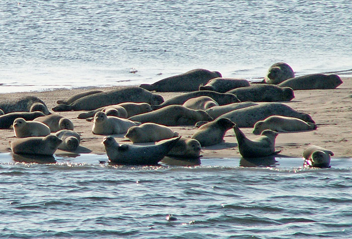 Seehunde auf dem &raquo;Eversand&laquo;