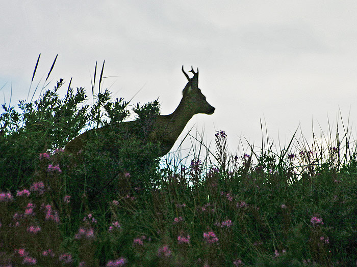 Rehbock in den Ostd&uuml;nen