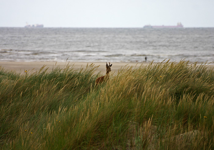Rehbock in den Ostdünen