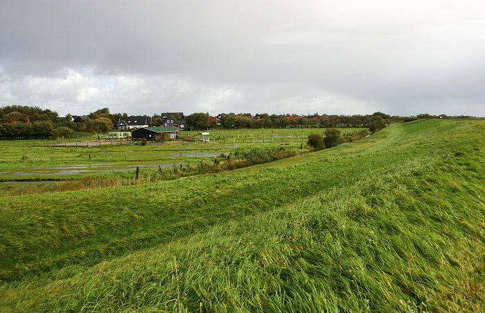 Weiden im Dorfgroden