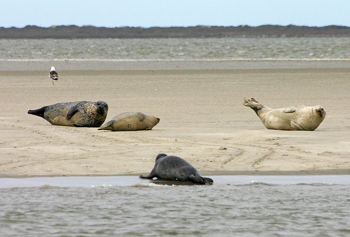 Seehunde auf der Sandbank