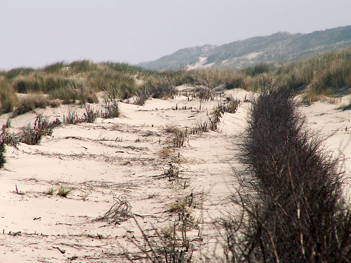 Alte Buschreihen in den D&uuml;nen