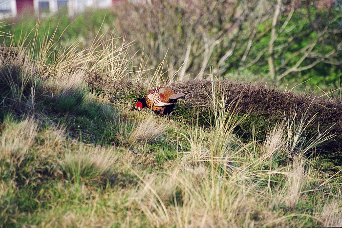 Fasan in den D&uuml;nen