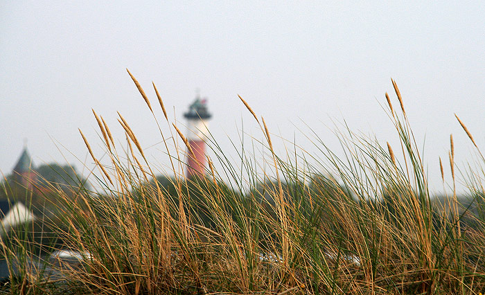 Strandhafer an der Aussichtsd&uuml;ne