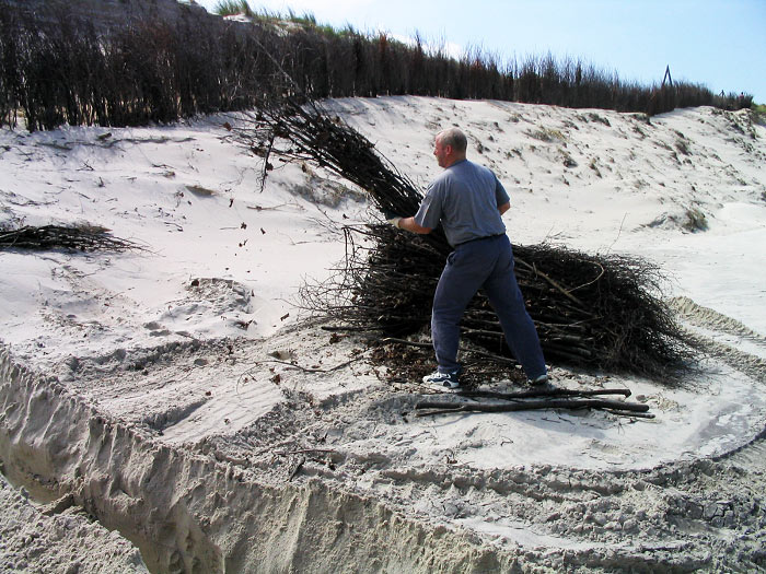 Buschsetzen am Strand