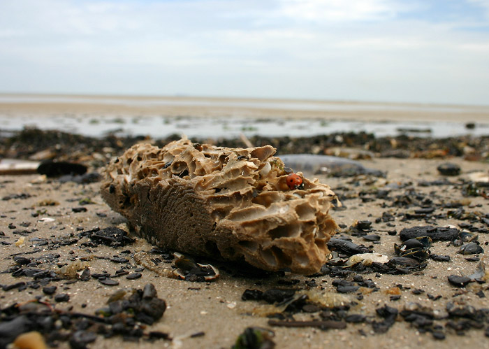 Marienk&auml;fer im Strandgut