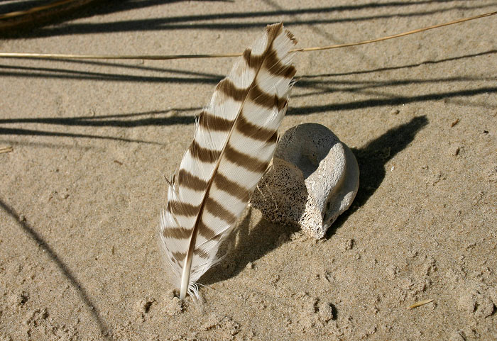 Feder im D&uuml;nensand