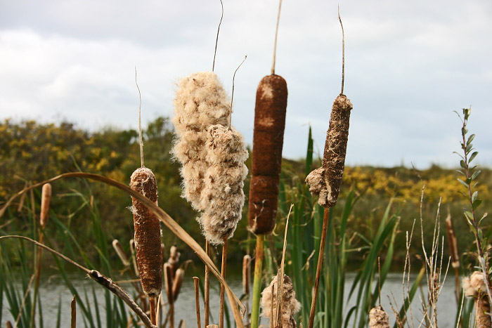 Rohrkolben an den Eiskuhlen