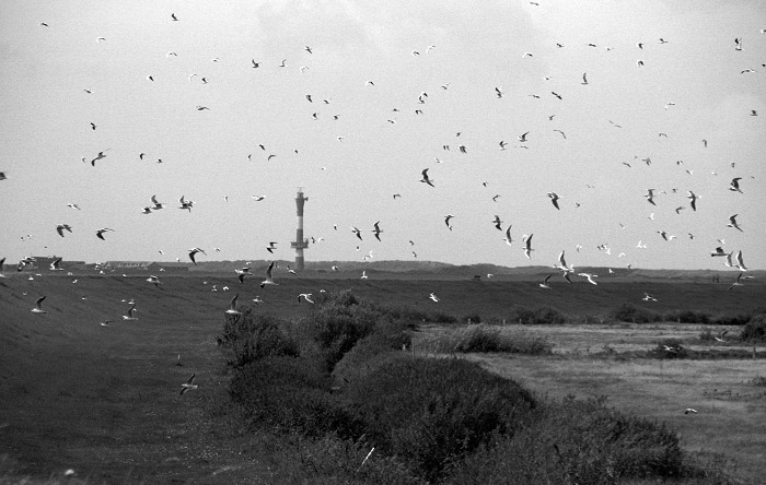 M&ouml;weninvasion im Ostgroden