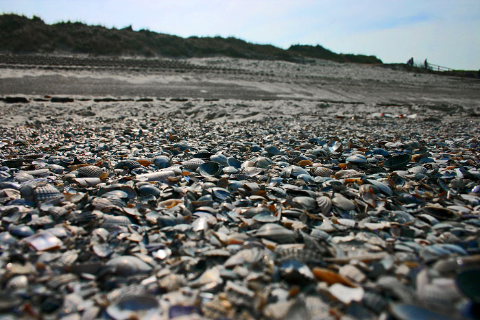 Schill am Weststrand
