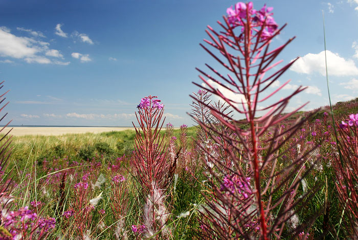 Weidenr&ouml;schen in den D&uuml;nen