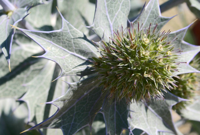 Bl&uuml;te der Stranddistel