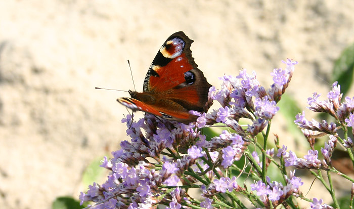 Strandflieder mit Pfauenauge