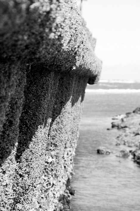 Seepocken an der Pfahlbuhne