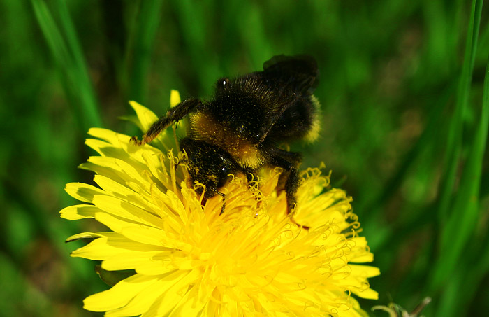 Hummel auf der Bl&uuml;te